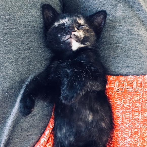 Meet your Posher, Ariel - Picture 4 of 4